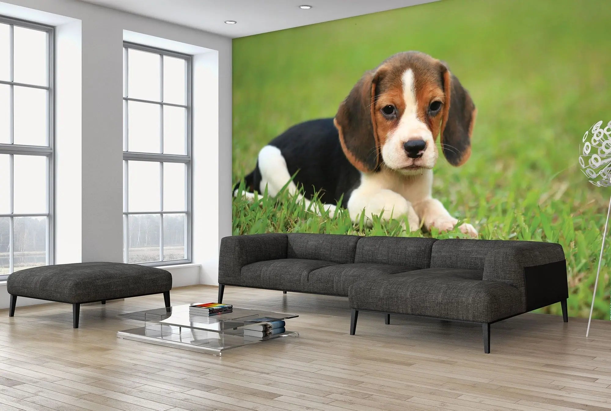 Billede 3 af Fototapet - Beagle hvalp ligger på grøn græsplæne