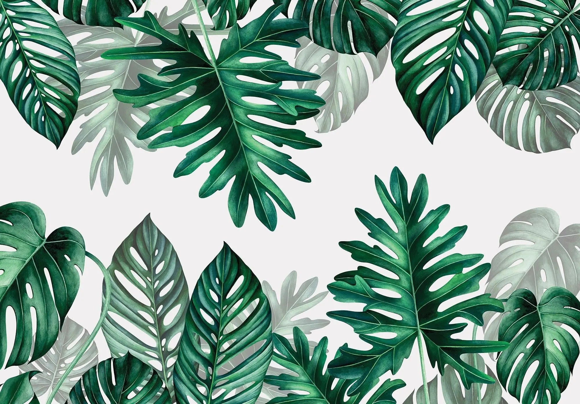 Billede 1 af Fototapet - Grønne Monstera-blade på hvid baggrund