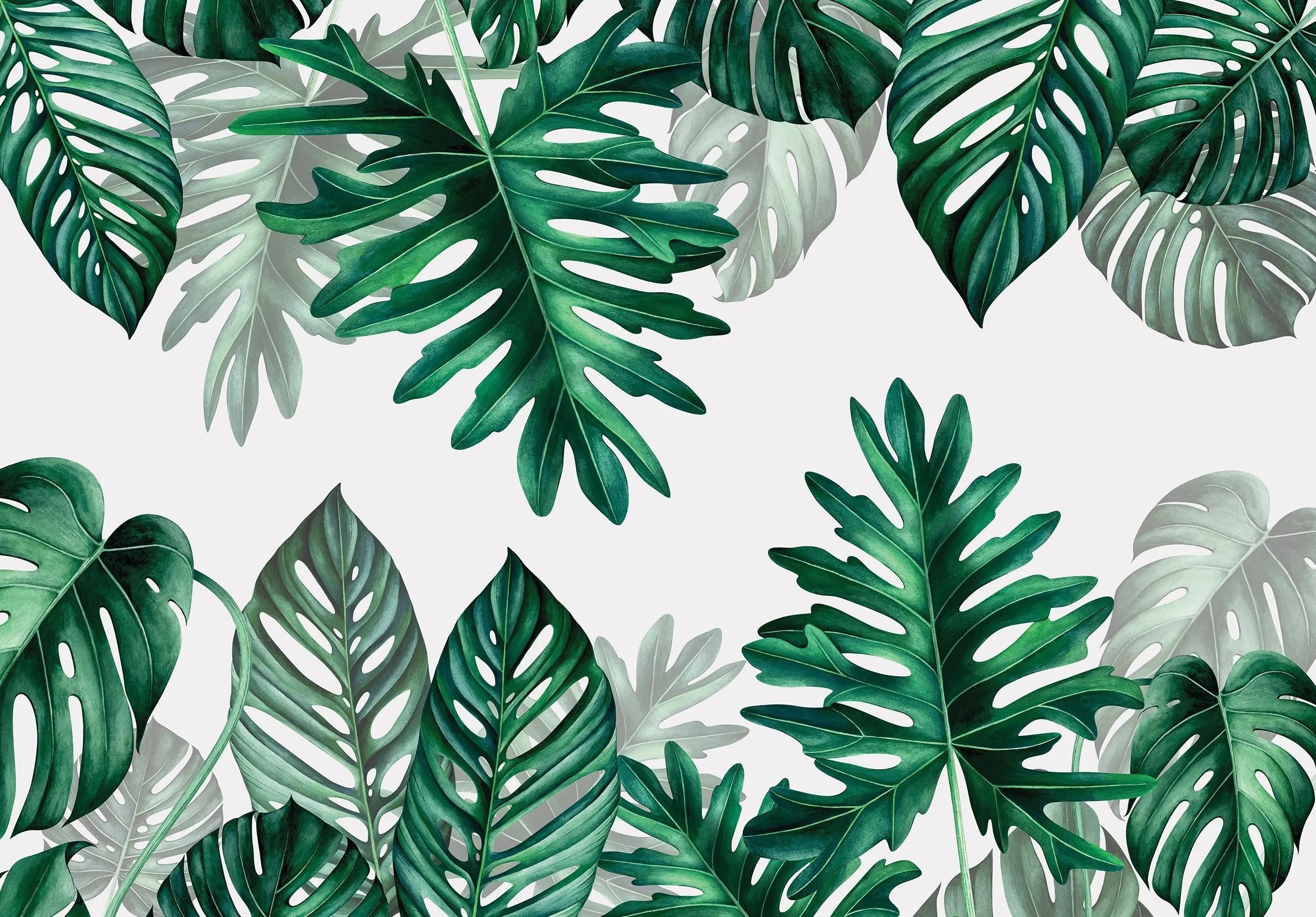 Billede 7 af Fototapet - Grønne Monstera-blade på hvid baggrund
