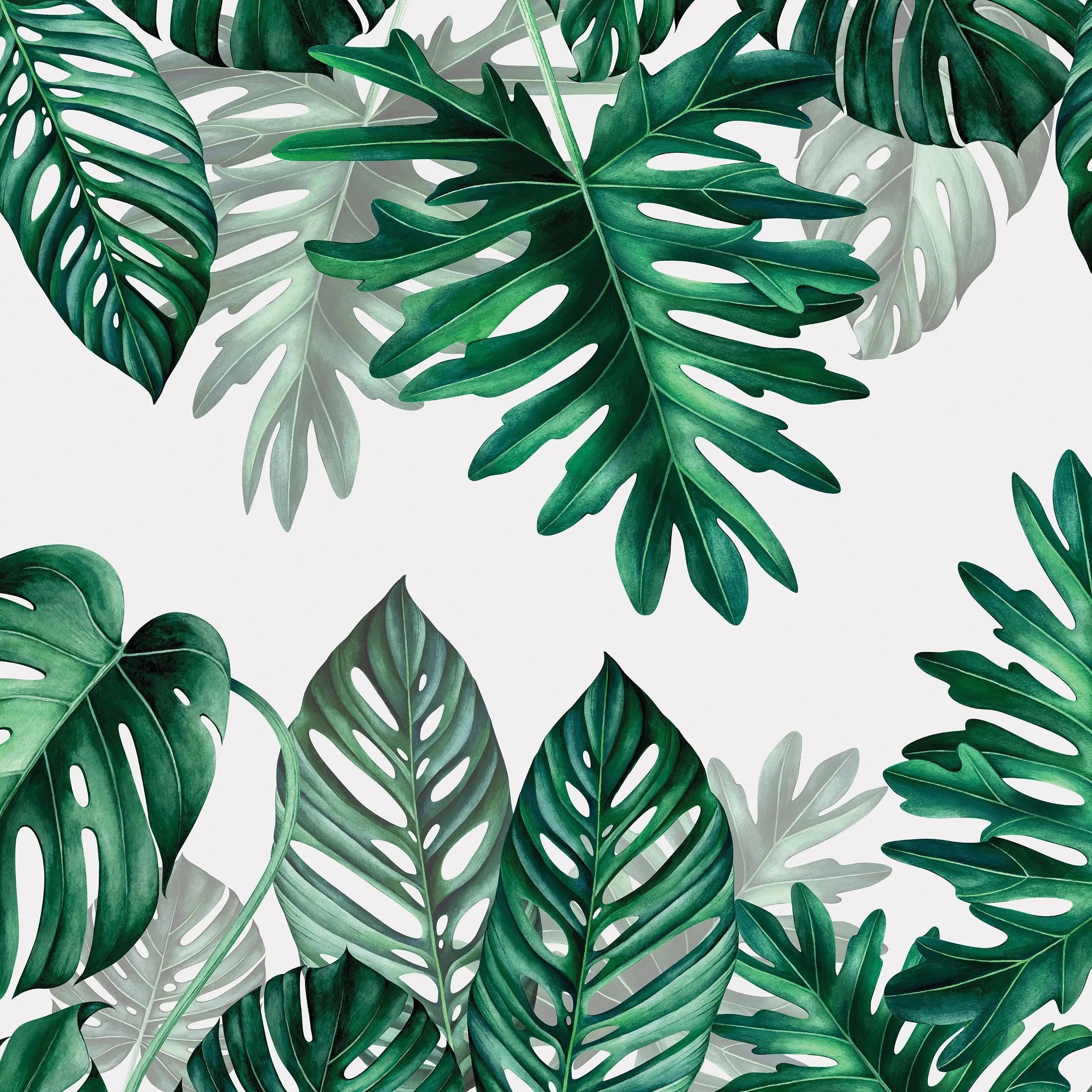 Billede 9 af Fototapet - Grønne Monstera-blade på hvid baggrund