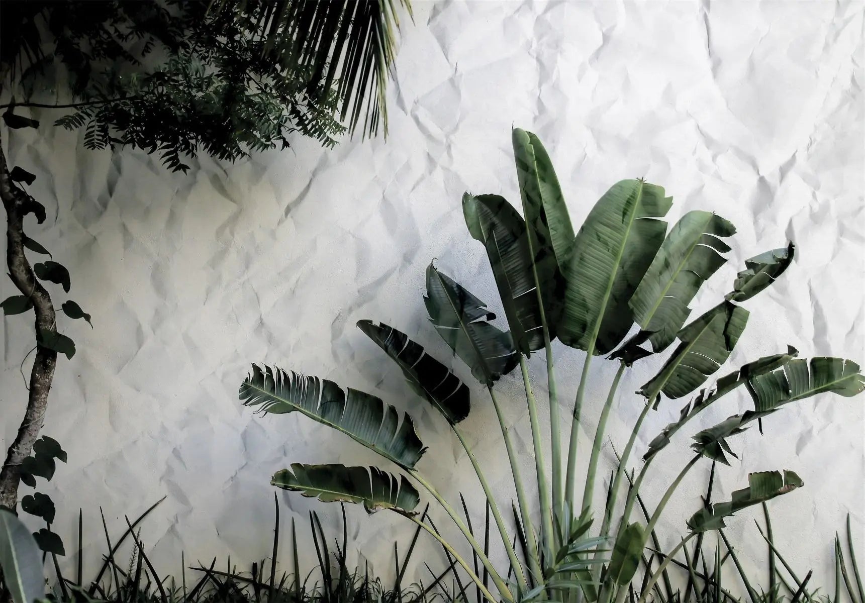 Billede 1 af Fototapet - Grønt palmeagtigt træ foran hvid krøllet væg