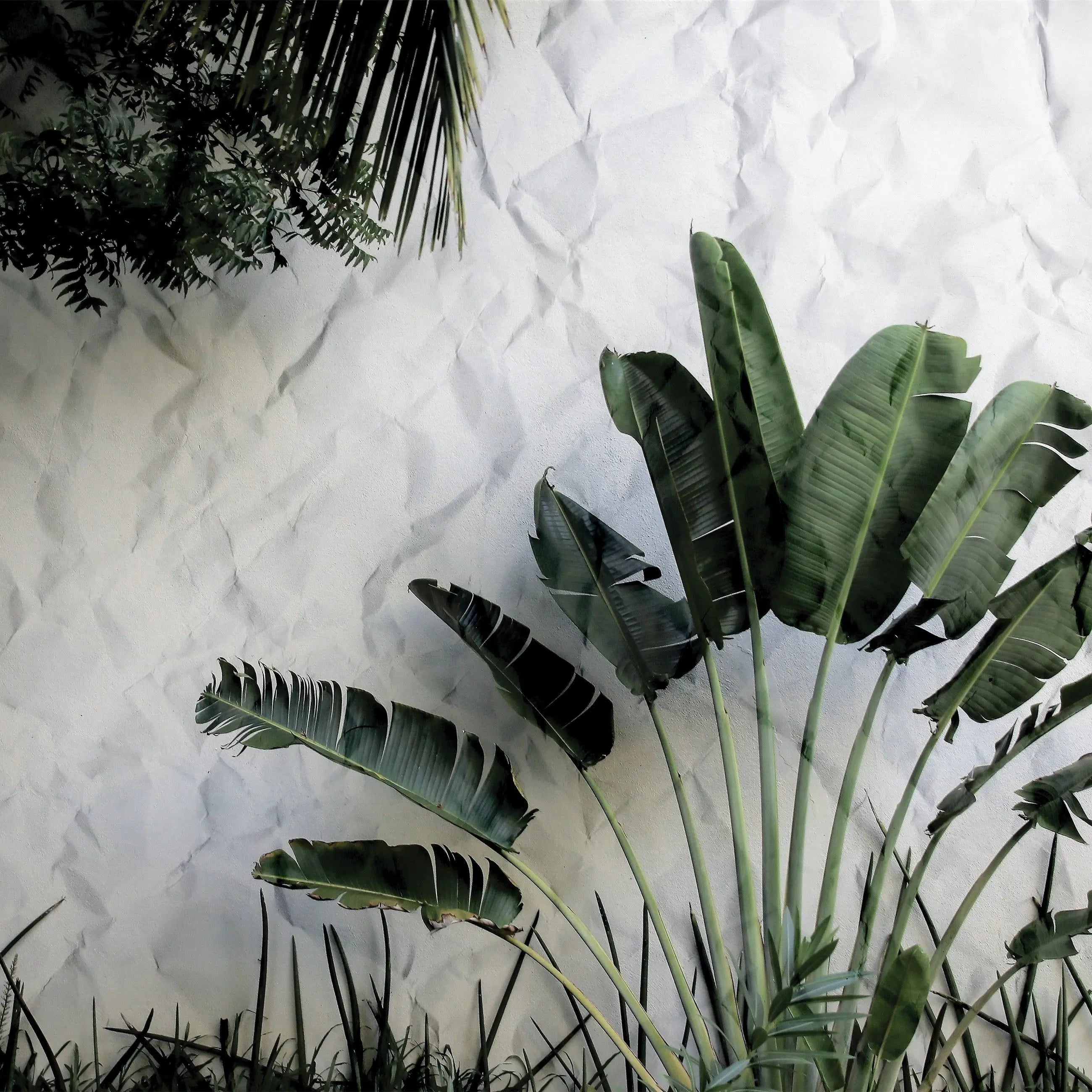 Billede 15 af Fototapet - Grønt palmeagtigt træ foran hvid krøllet væg