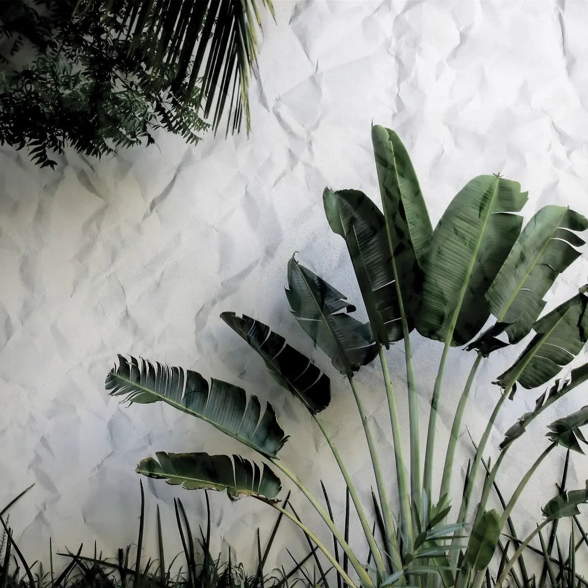 Billede 7 af Fototapet - Grønt palmeagtigt træ foran hvid krøllet væg