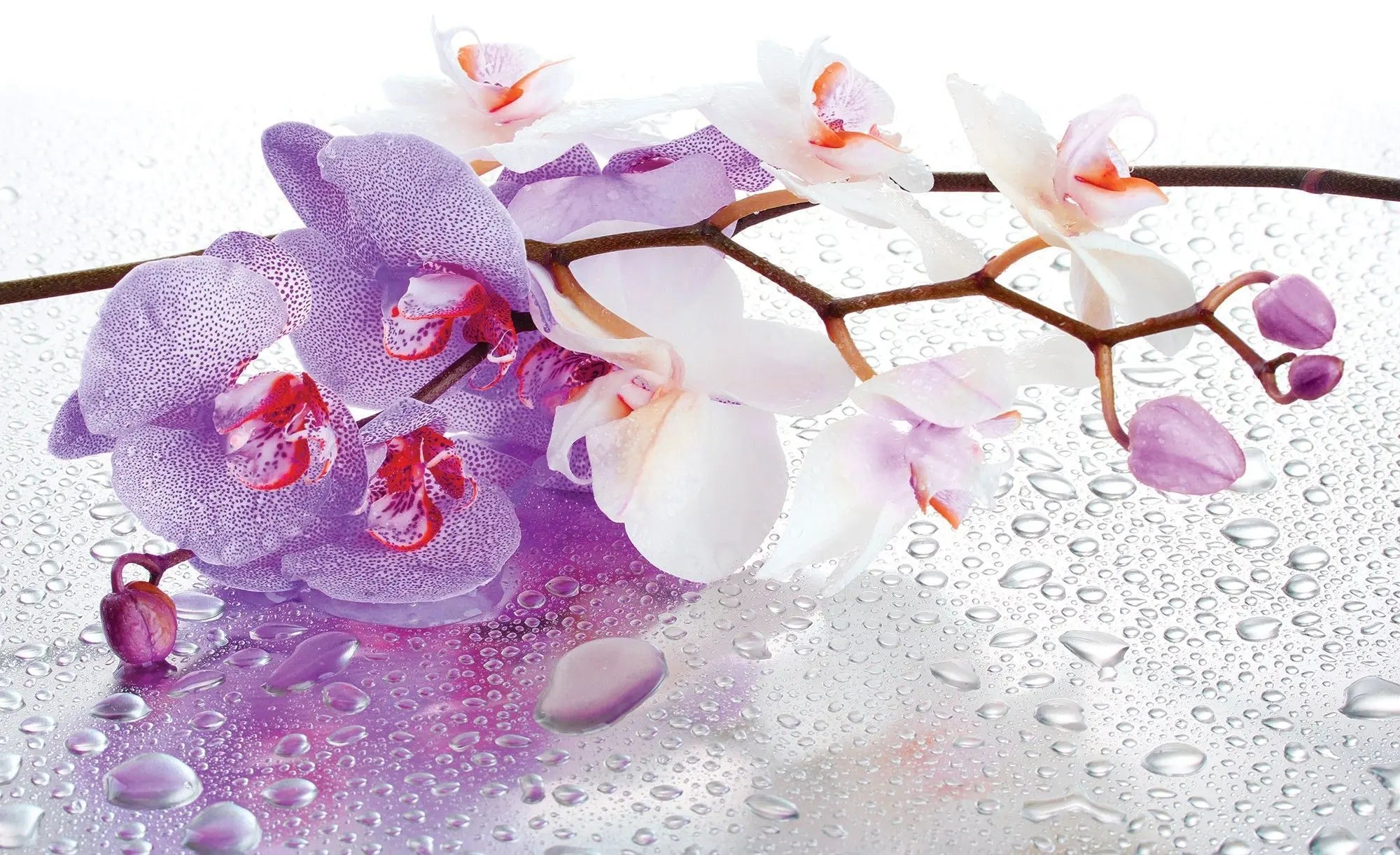 Billede 1 af Fototapet - Lyserød og hvid orkidé med vanddråber
