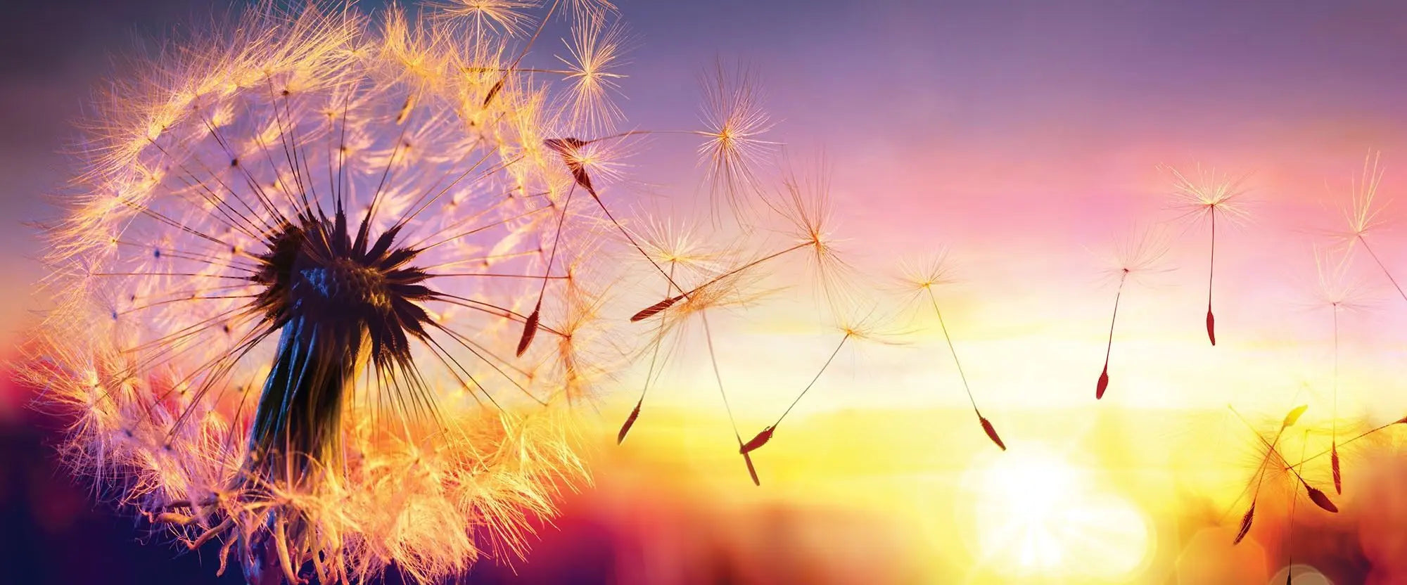 Billede 7 af Fototapet - Mælkebøtte Mod Solnedgang