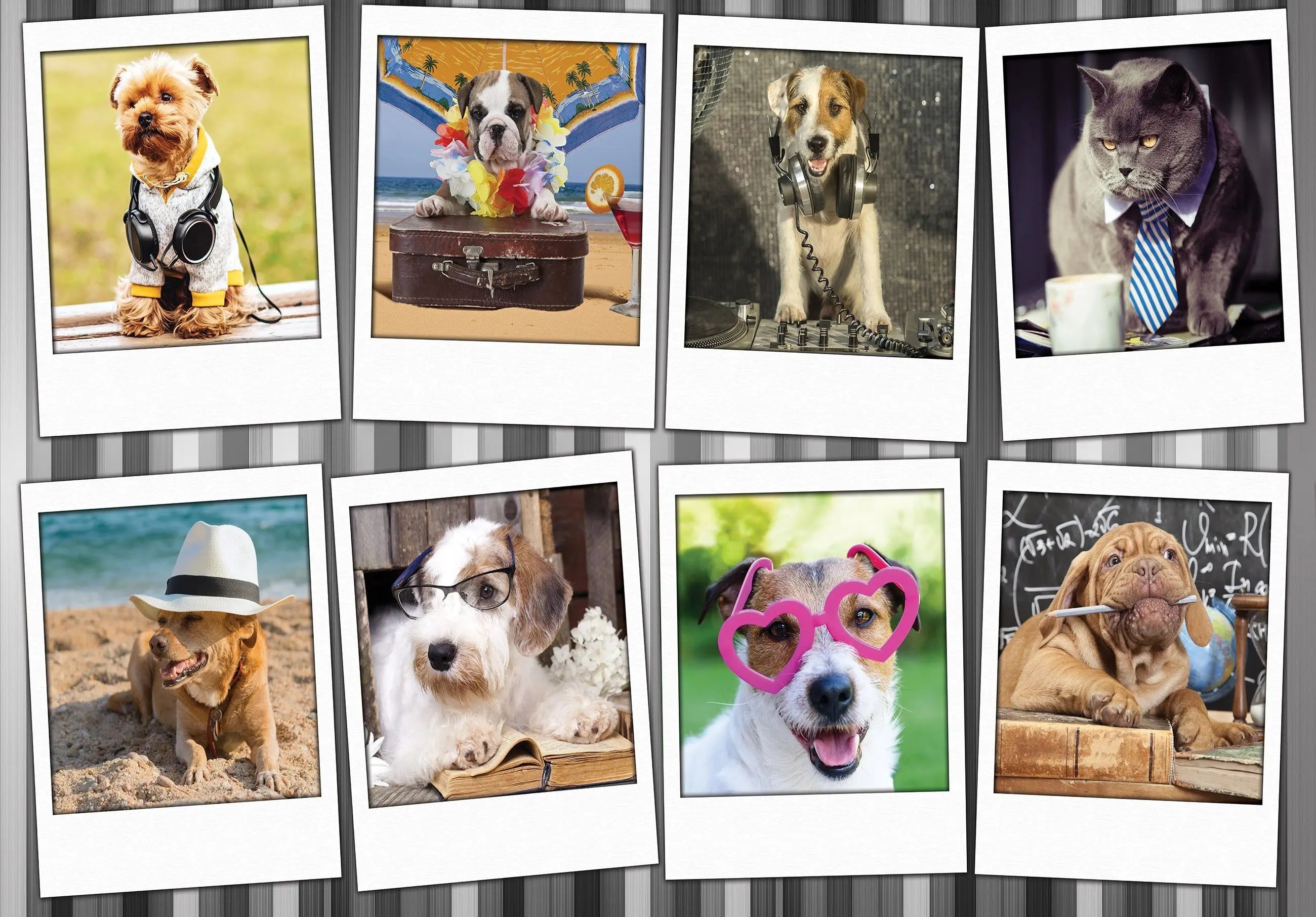 Billede 13 af Fototapet - Otte billeder af klædte hunde og katte i forskellige temaer
