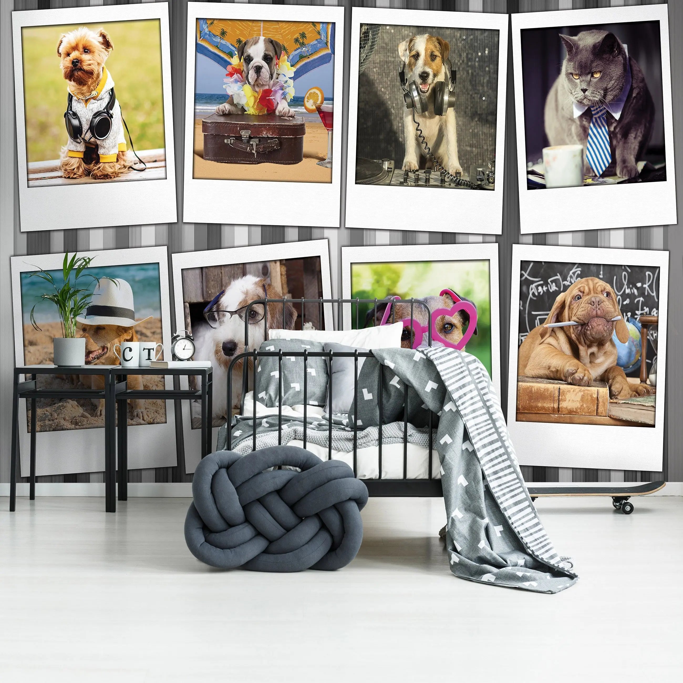 Billede 14 af Fototapet - Otte billeder af klædte hunde og katte i forskellige temaer