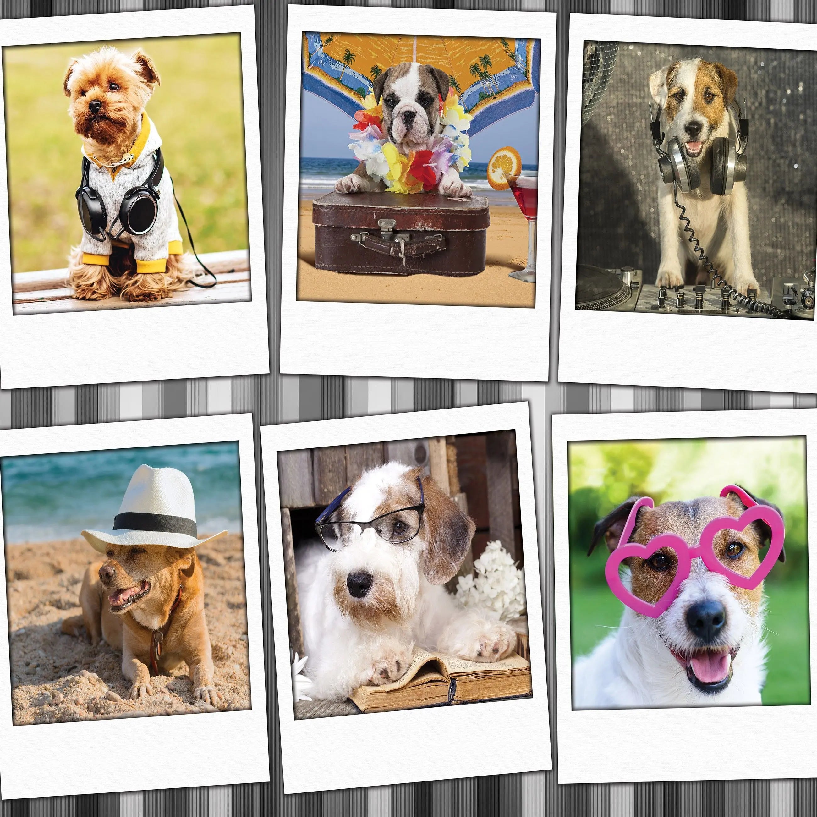 Billede 16 af Fototapet - Otte billeder af klædte hunde og katte i forskellige temaer