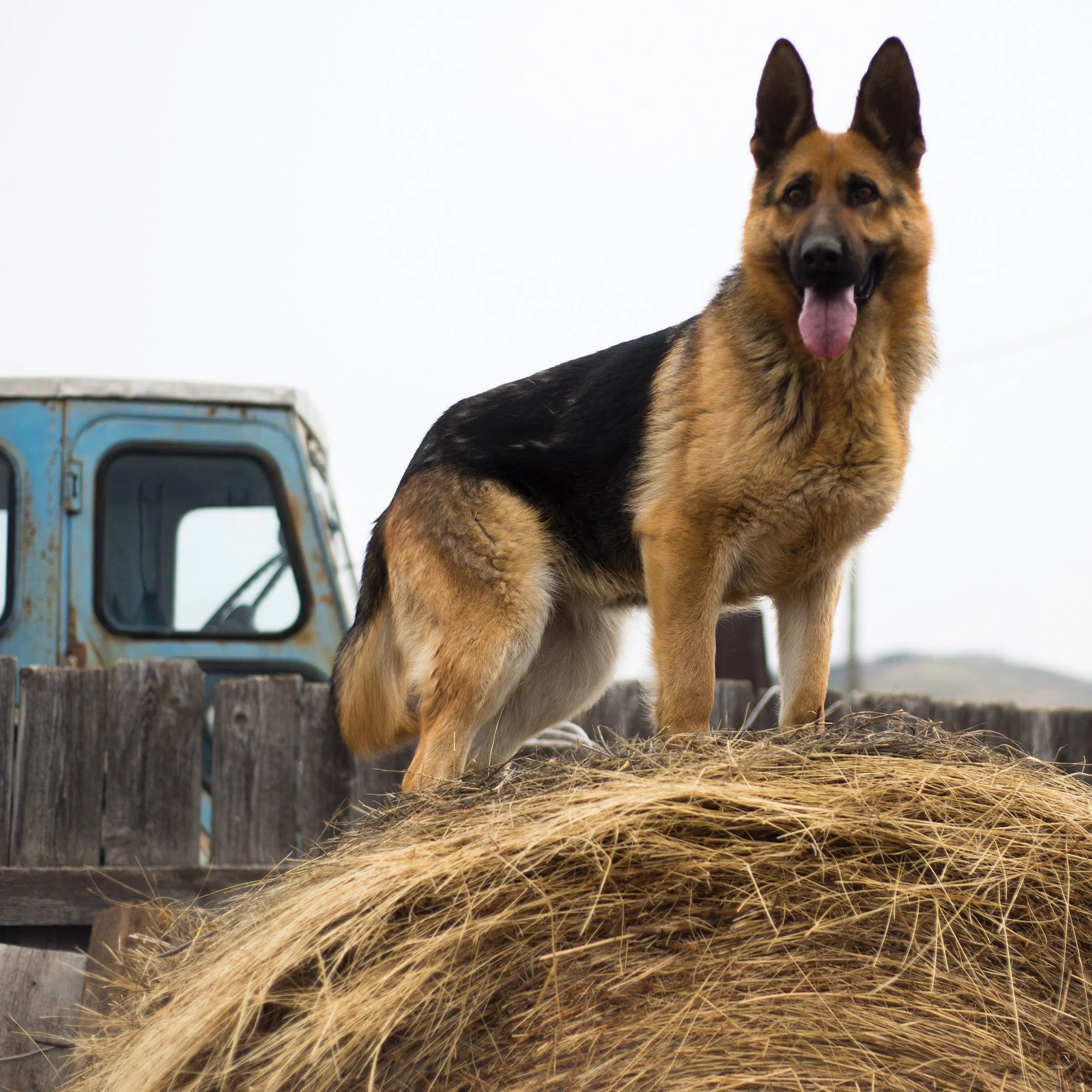 Billede 10 af Fototapet - Schæferhund står på høballe ved blå lastbil