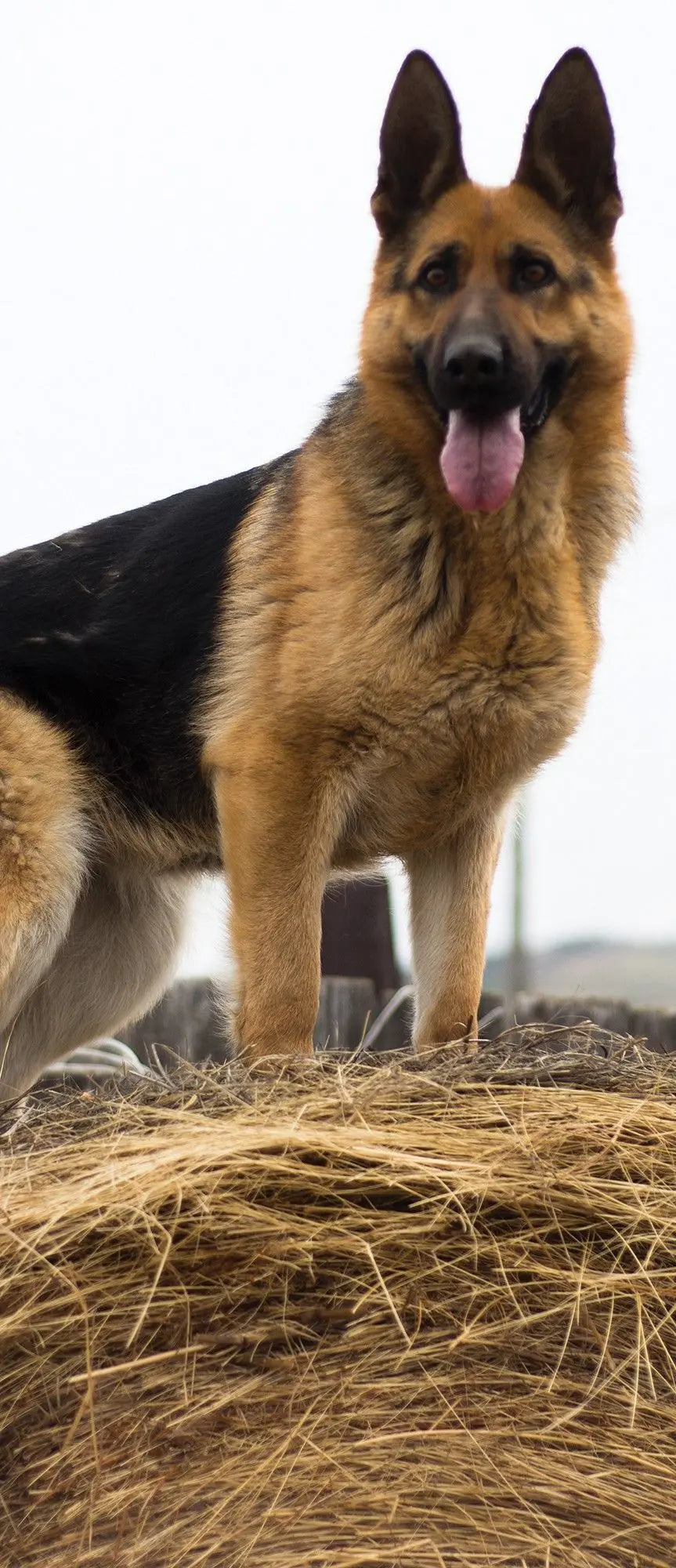Billede 11 af Fototapet - Schæferhund står på høballe ved blå lastbil