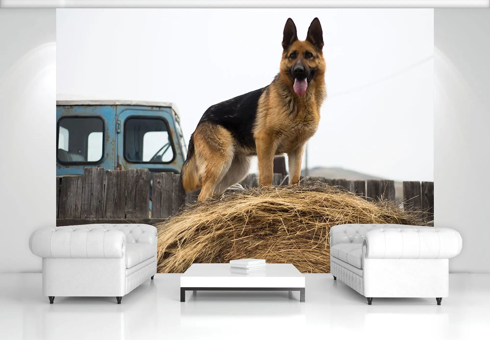 Billede 3 af Fototapet - Schæferhund står på høballe ved blå lastbil