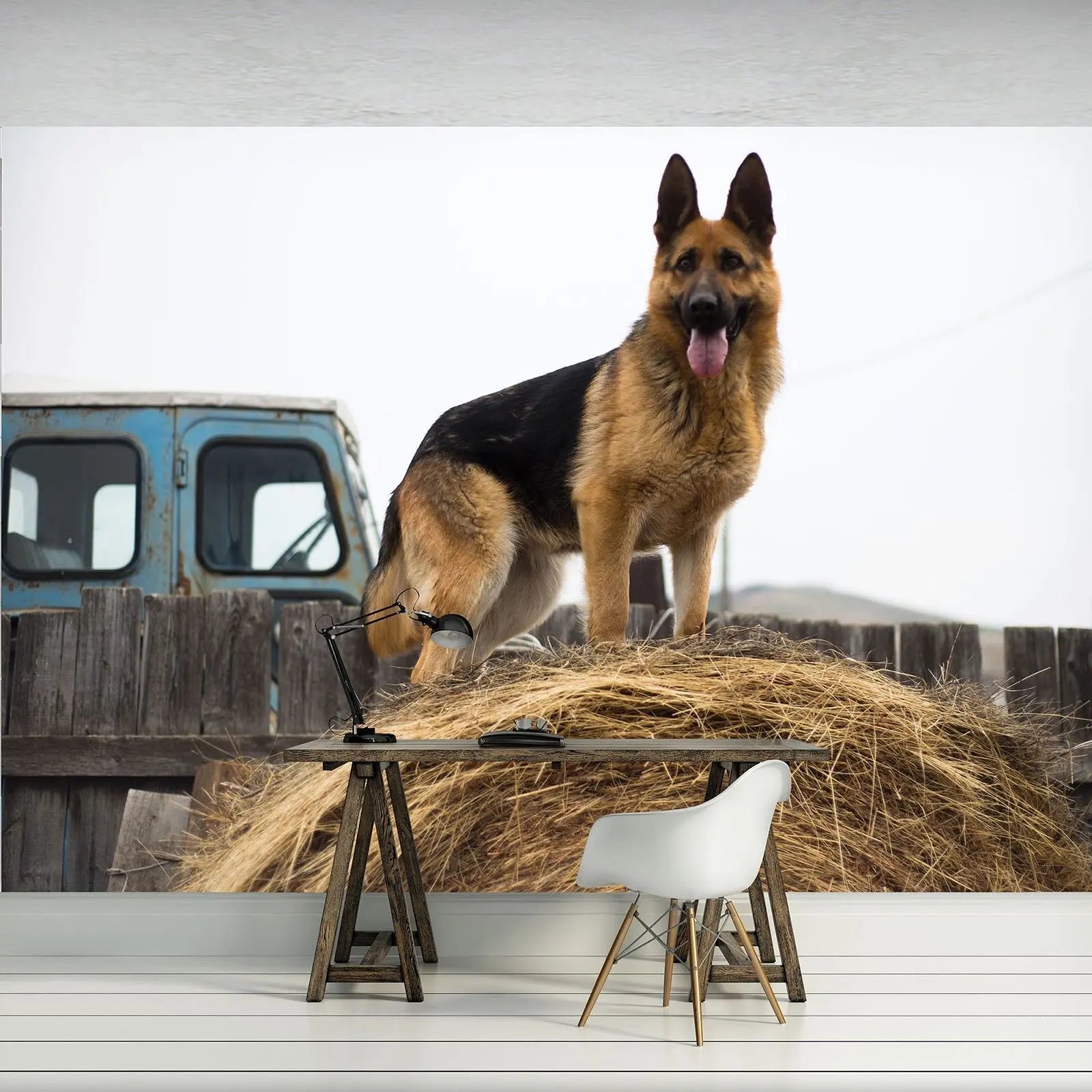 Billede 4 af Fototapet - Schæferhund står på høballe ved blå lastbil