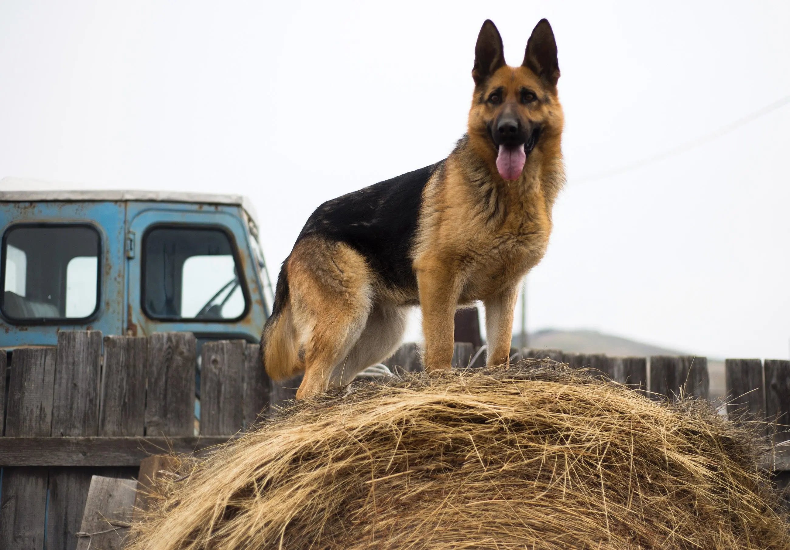 Billede 6 af Fototapet - Schæferhund står på høballe ved blå lastbil