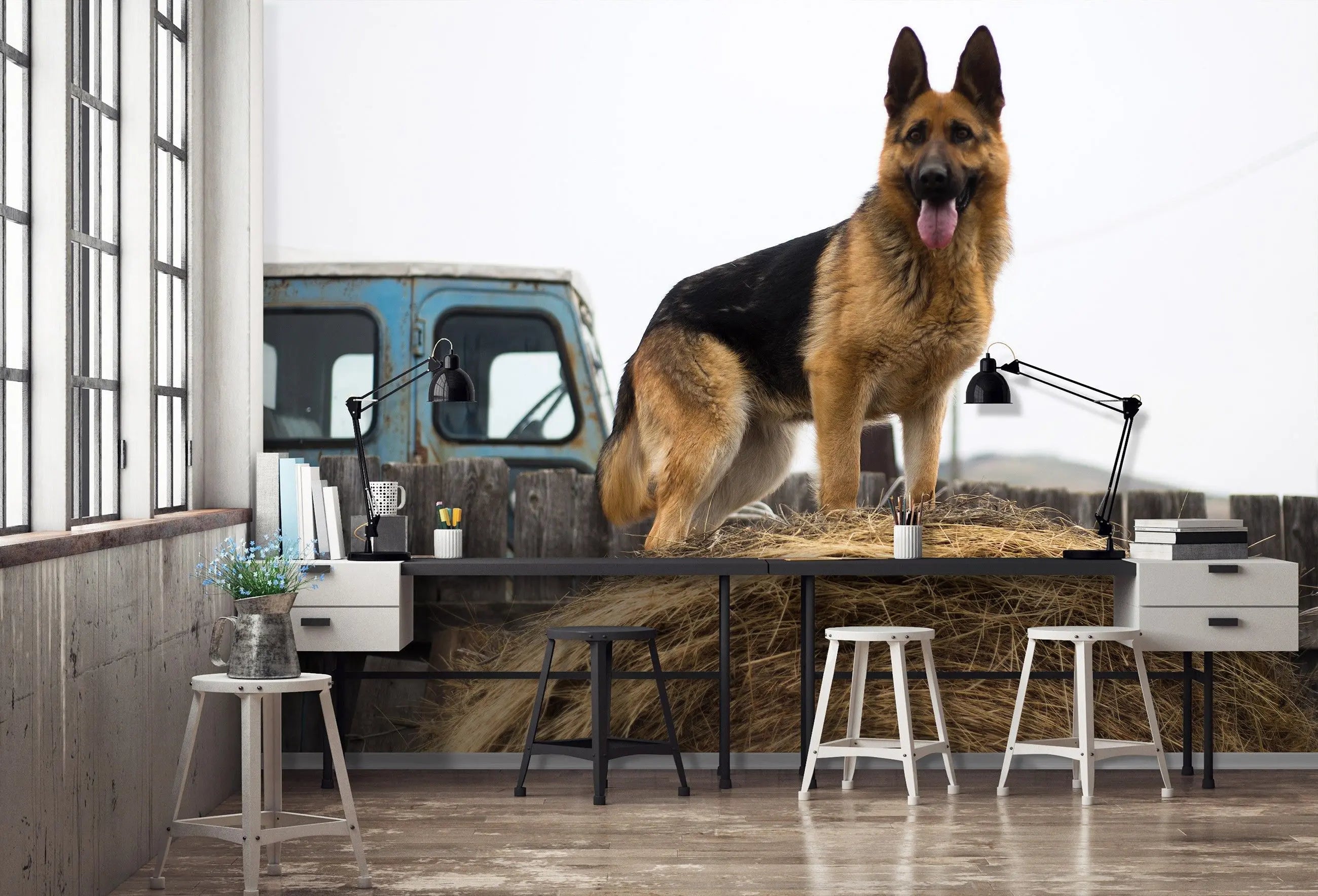 Billede 7 af Fototapet - Schæferhund står på høballe ved blå lastbil