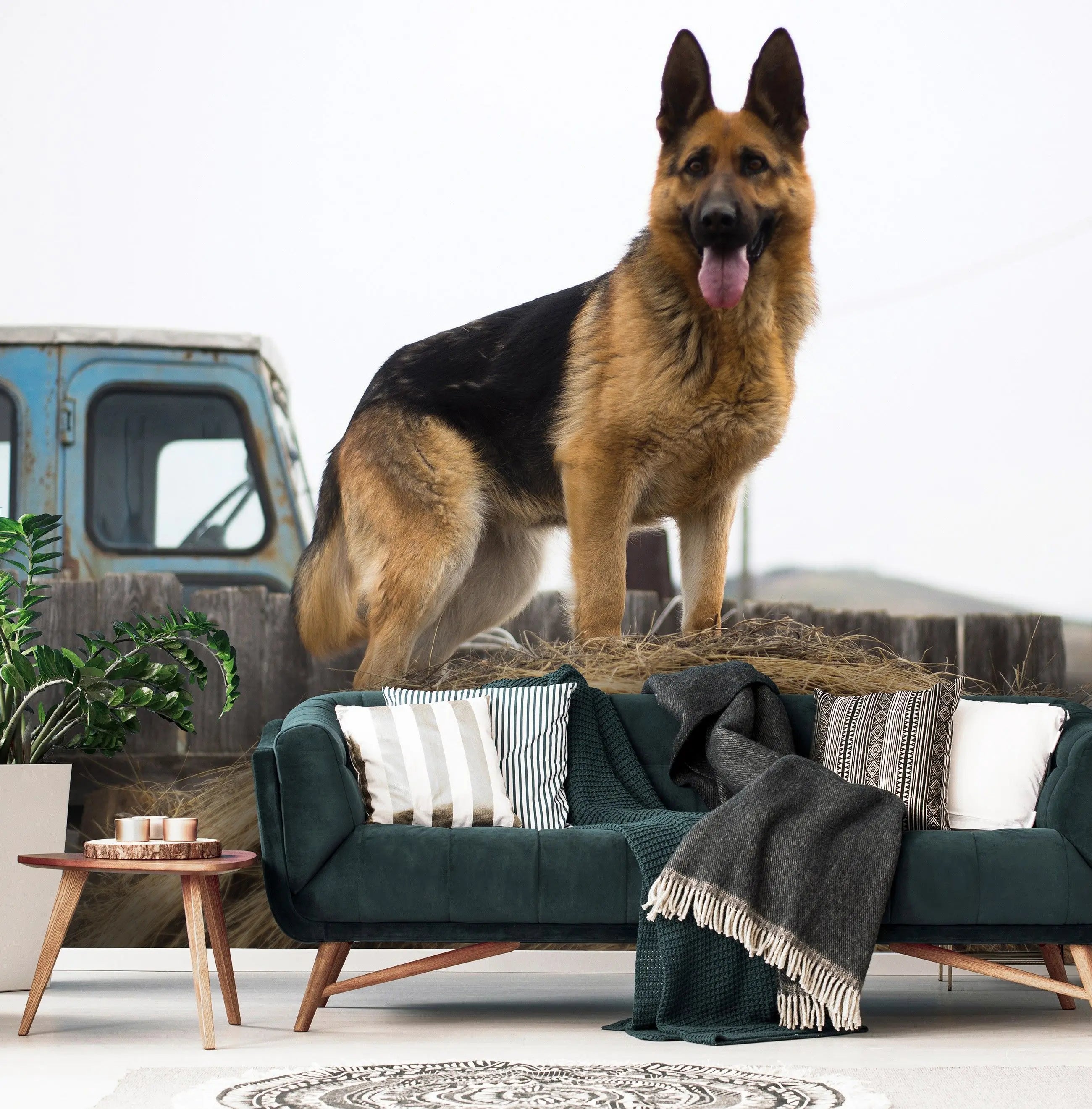 Billede 9 af Fototapet - Schæferhund står på høballe ved blå lastbil