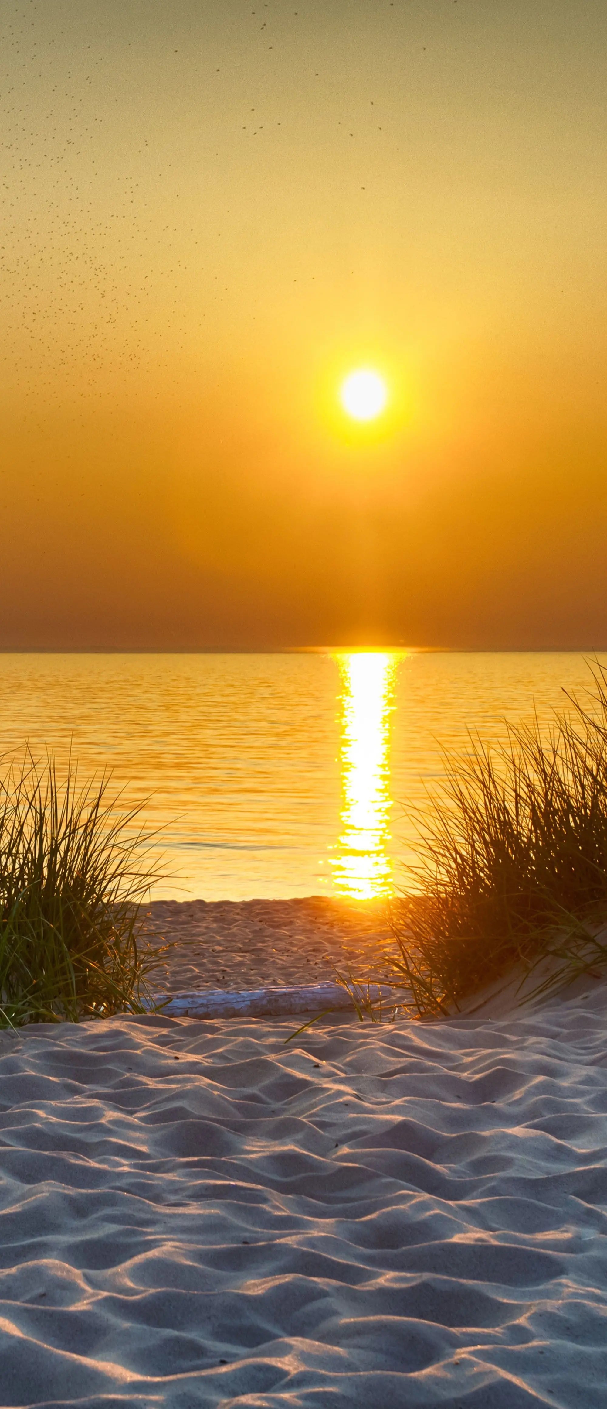 Billede 18 af Fototapet - Solnedgang over strand med græstuer