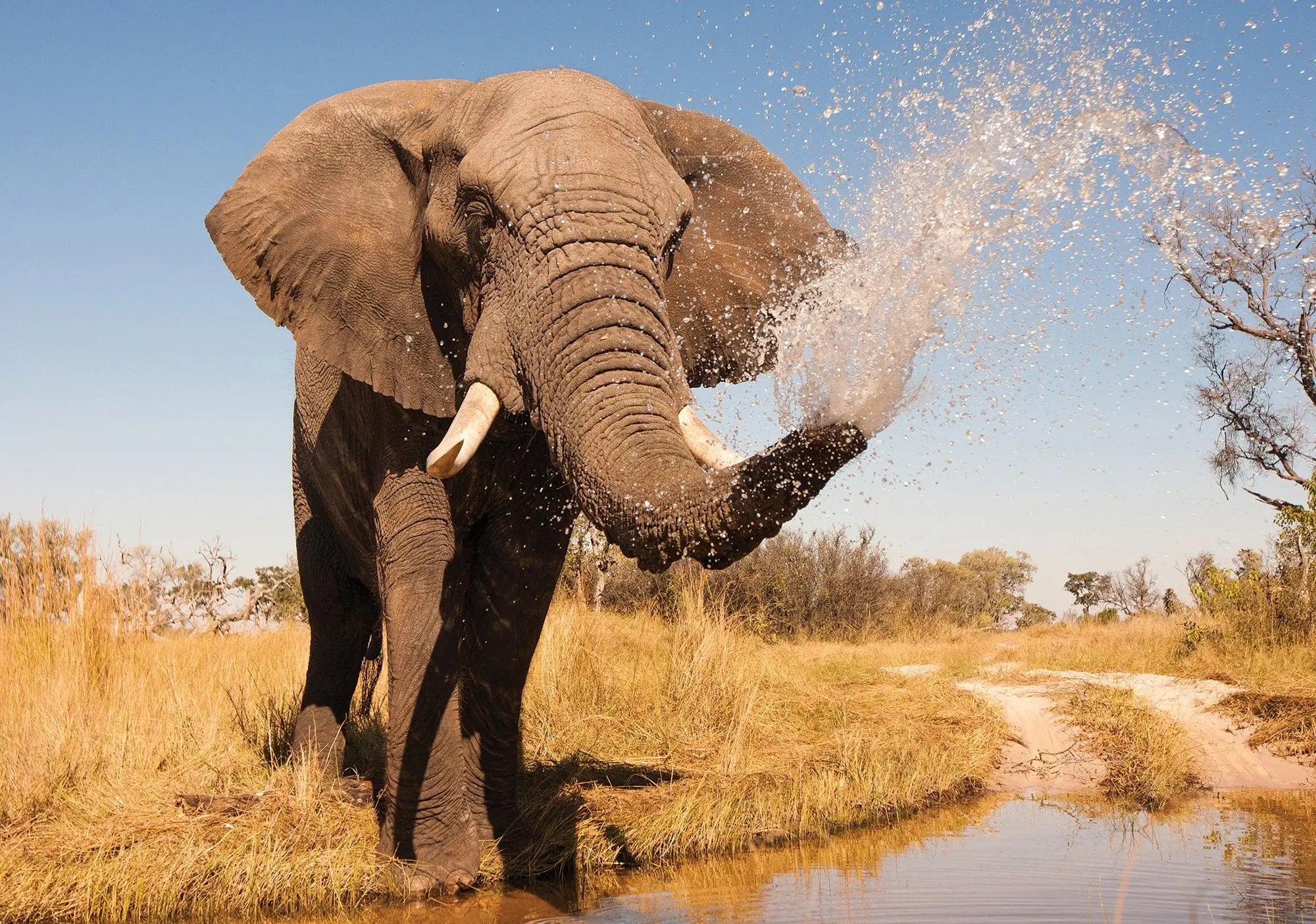Billede 1 af Fototapet - Afrikansk elefant sprøjter vand på savanne