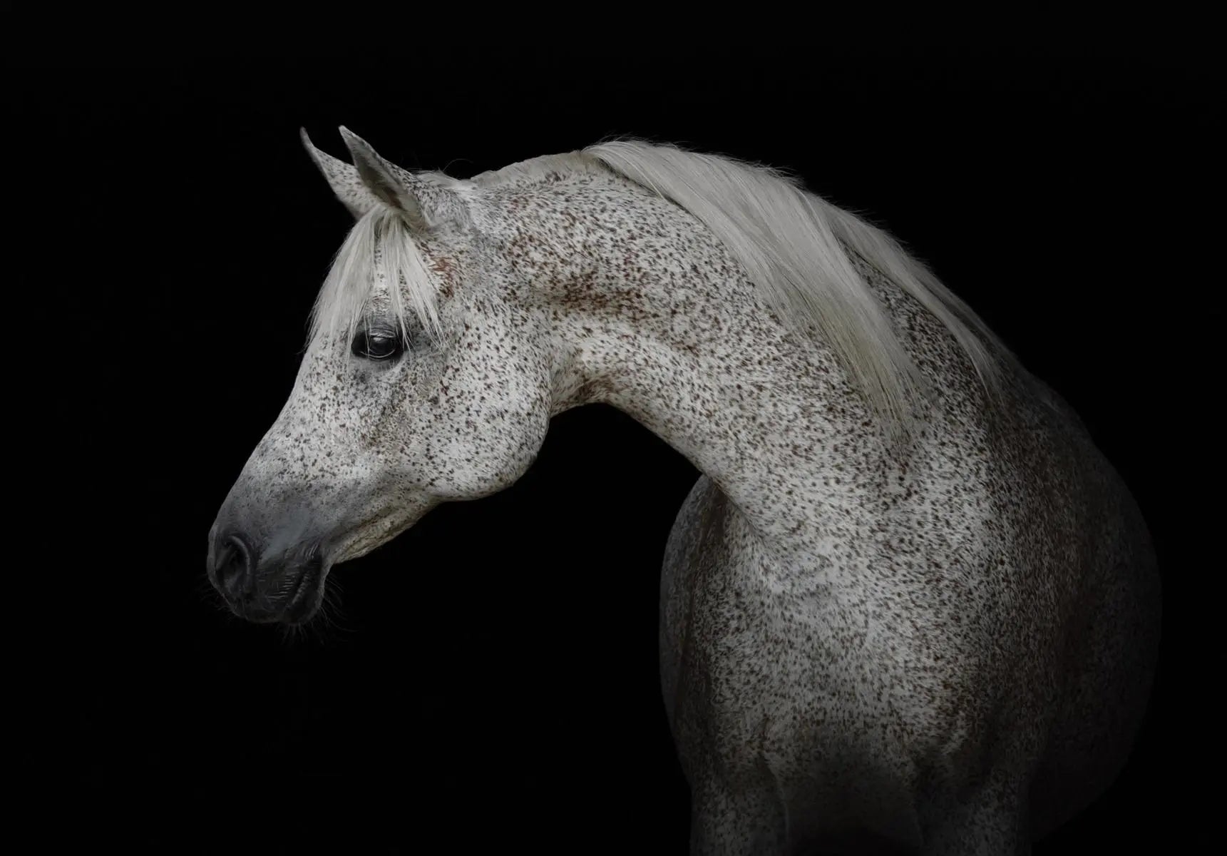 Billede 1 af Fototapet - Hvid hest med mørke pletter på sort baggrund