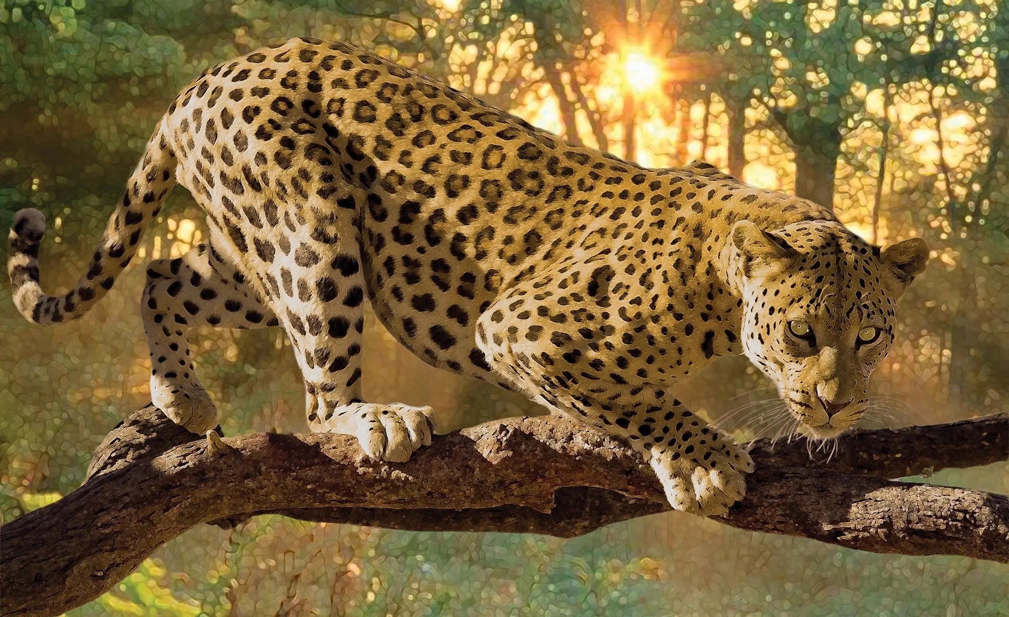 Billede 1 af Fototapet - Leopard på gren i skov ved solnedgang