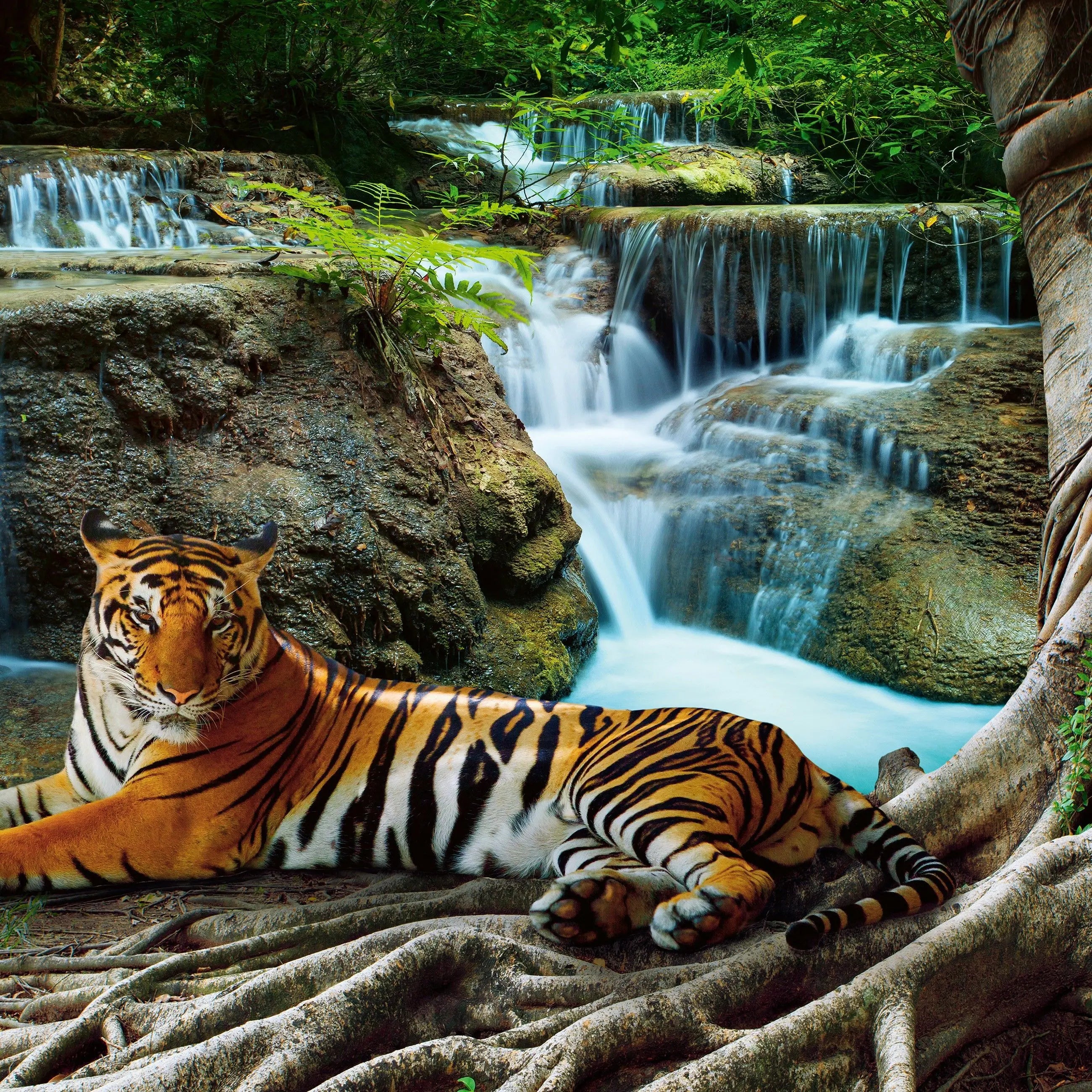 Billede 7 af Fototapet - Tiger liggende ved vandfald i skov